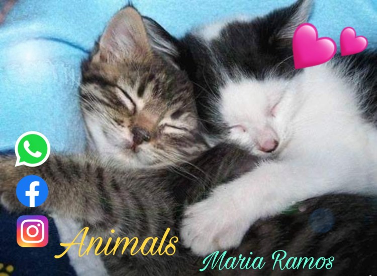 Котята любят друг друга