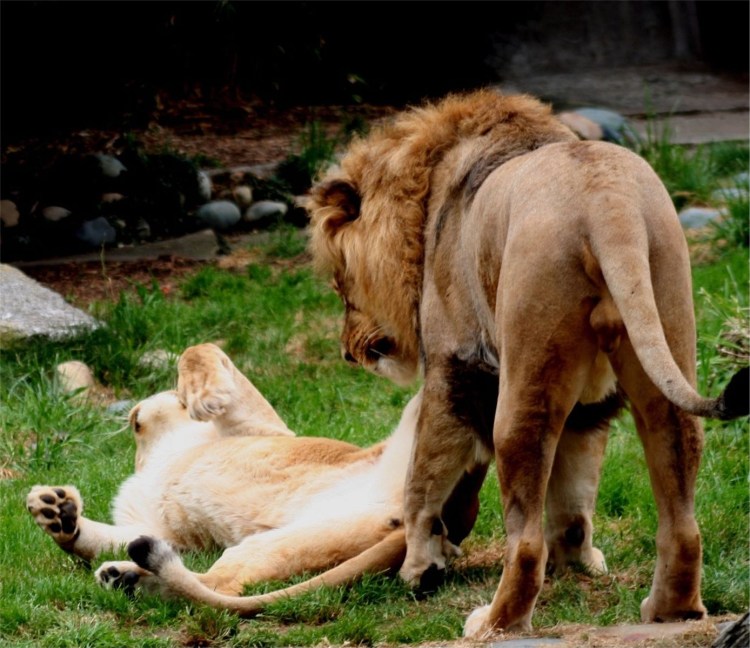 Брачные игры животных