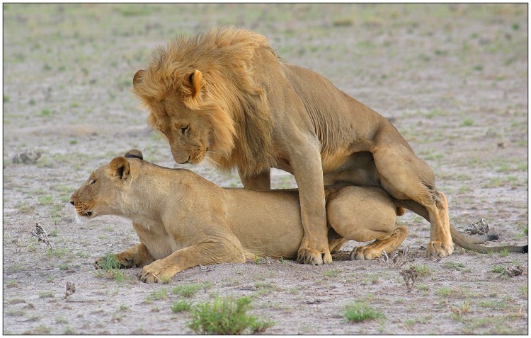 Львы спаривание