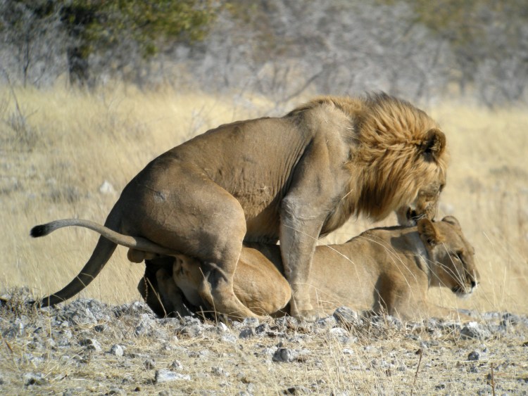 Львица после спаривания