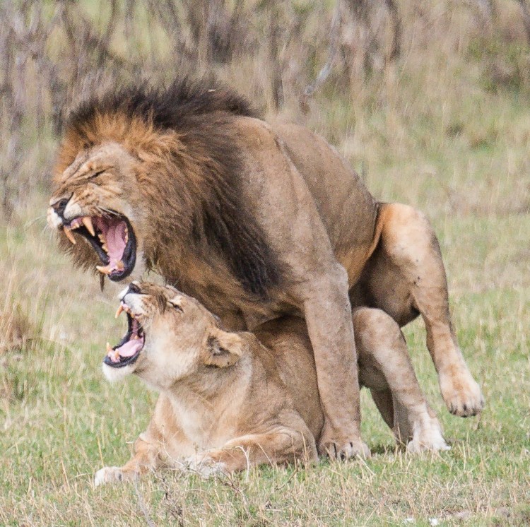 Львы спариваются