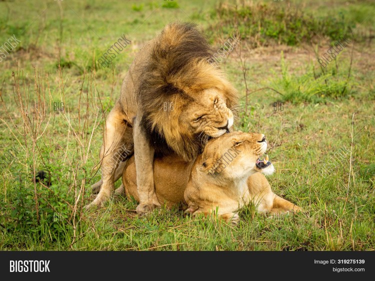 Львы брачный период