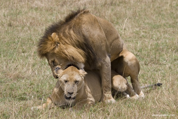 Спаривание Львов National Geographic