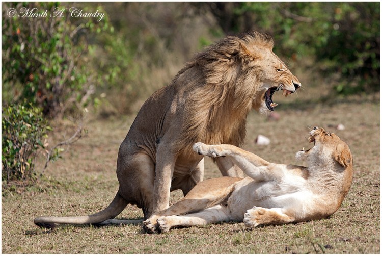 Гомосексуальные животные