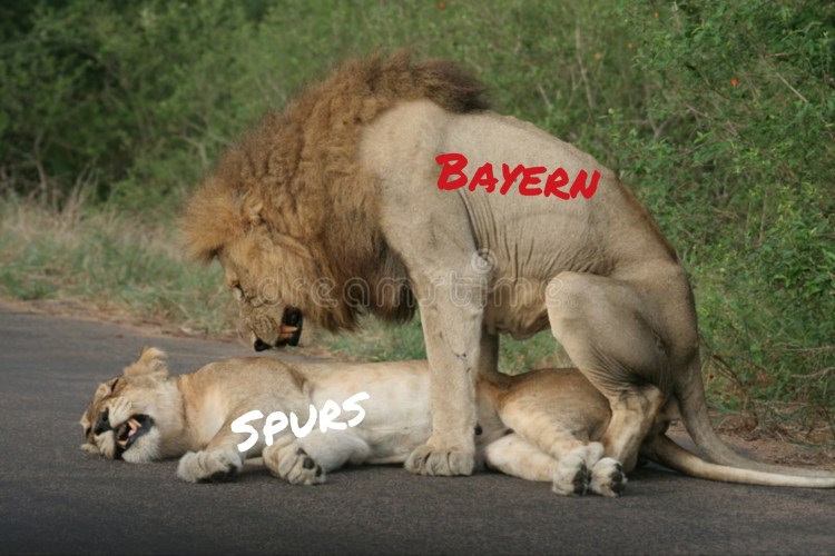 Лев спаривается с львицей