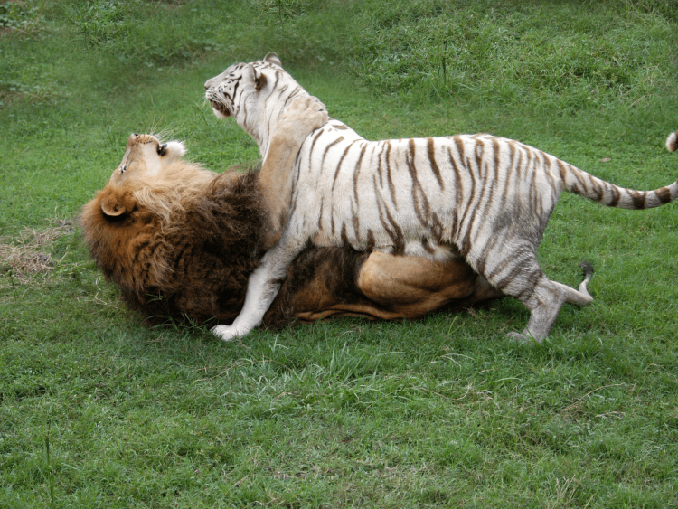 Львы спариваются