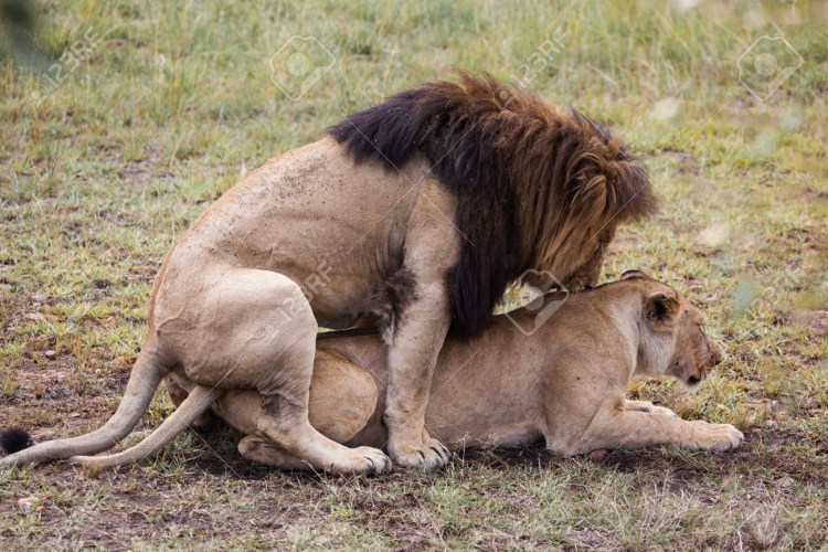 Влюбленные животные