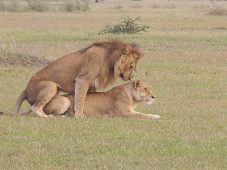 Лев и львица спаривание
