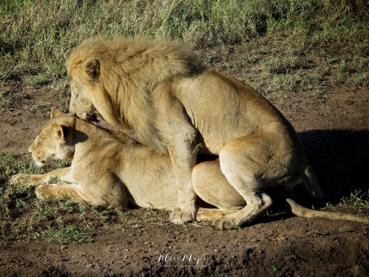 Спаривание Львов