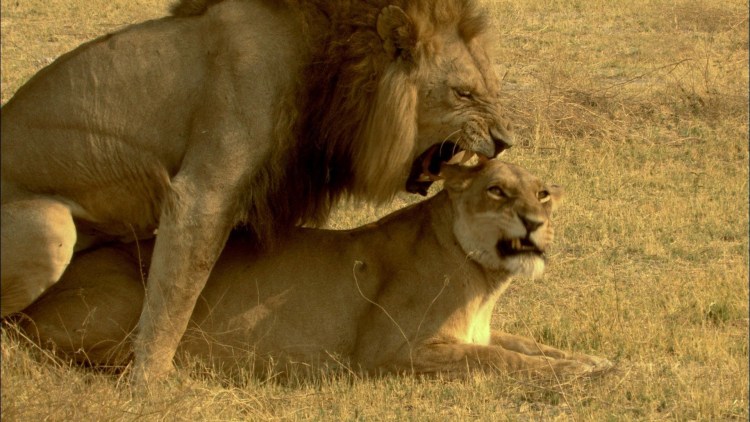 Львы спариваются
