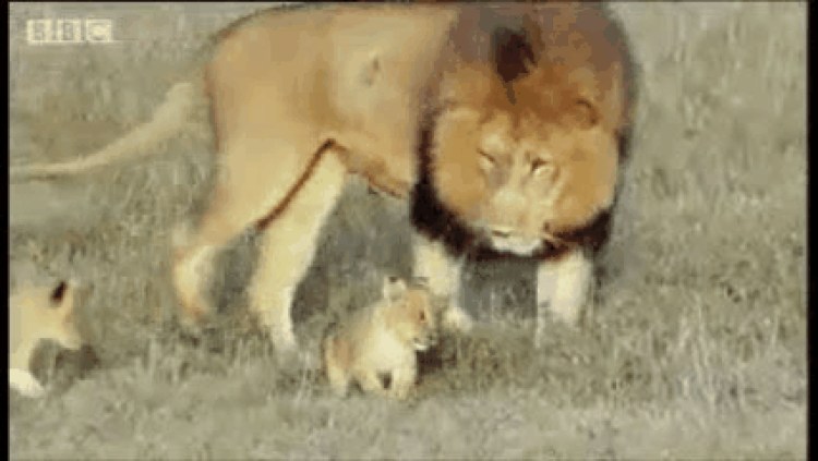 Лев и львица