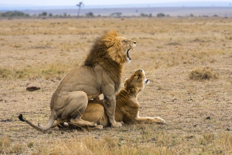 Лев и львица спаривание