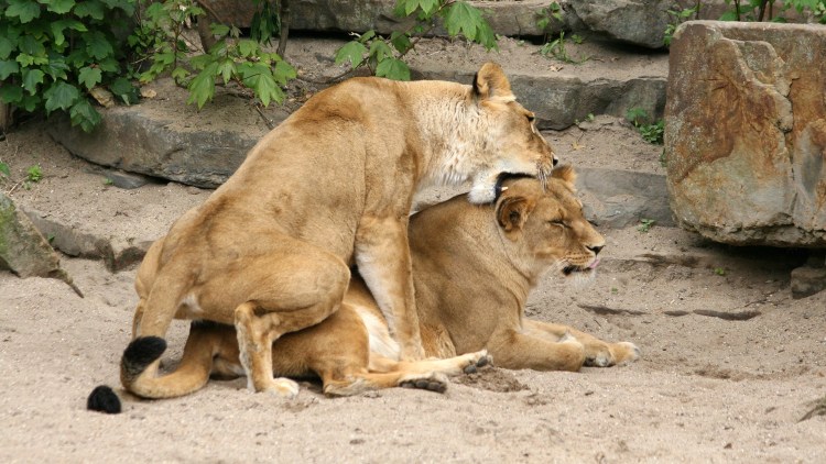 Львица в дикой природе