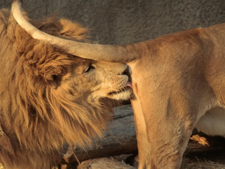 Лев львица яйца