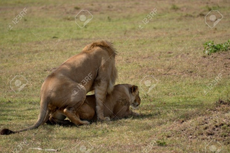 Львиный Прайд в дикой природе