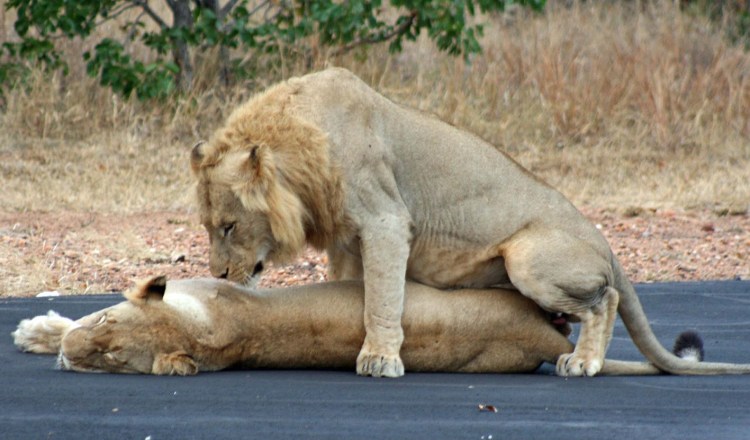 Львы спариваются