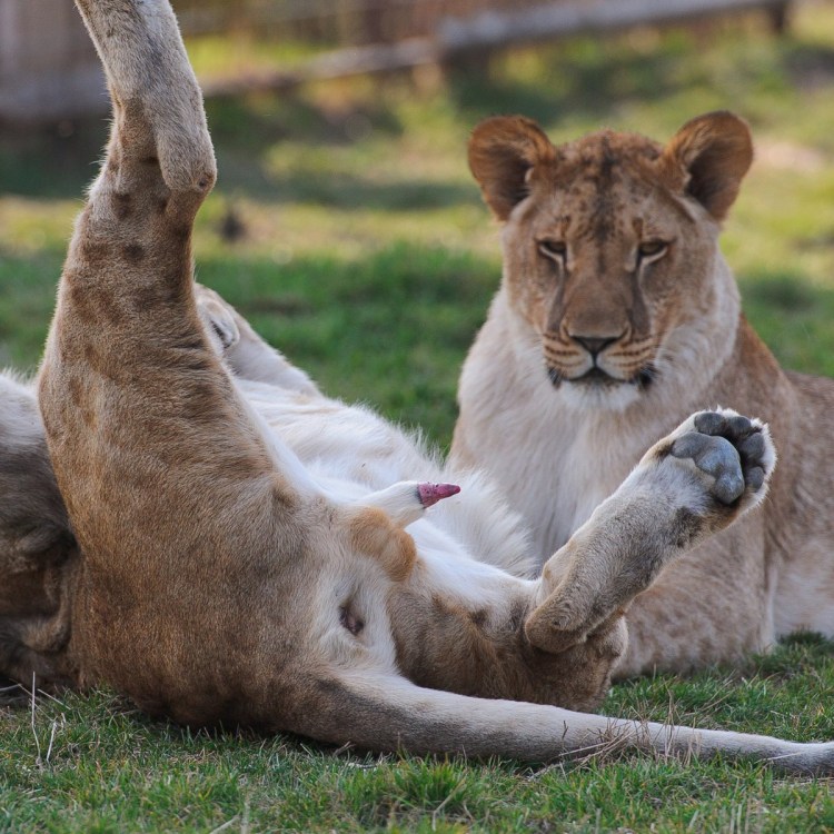 Лев и львица совокупление