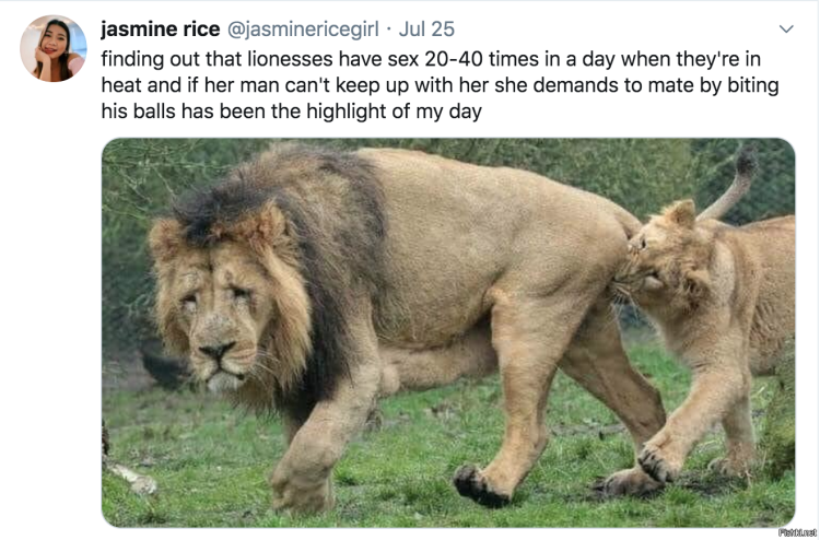 Брачные игры животных