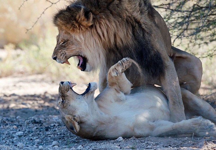 Вагина львицы животного
