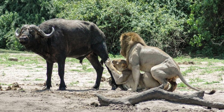 Львицы занимаются спариванием