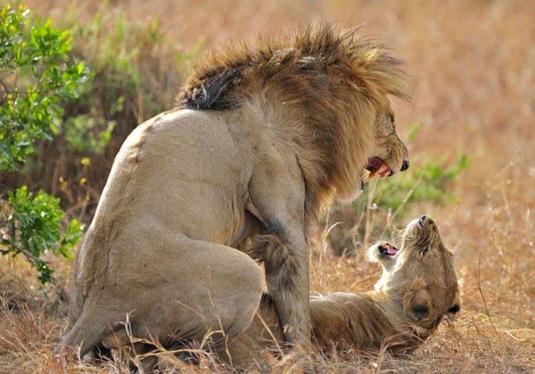 Львы совокупляются