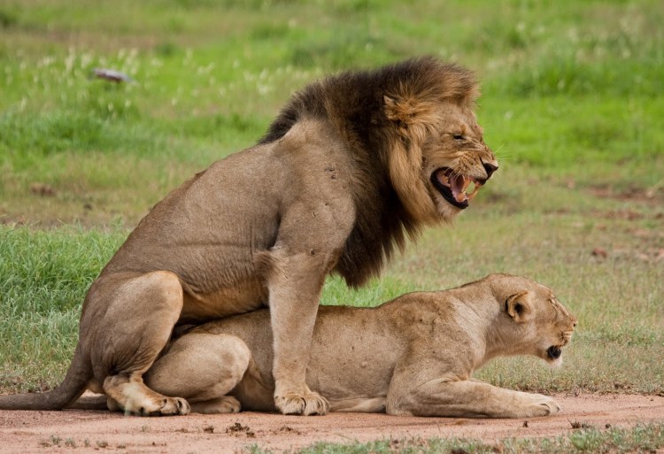 Лев львицу оплодотворение