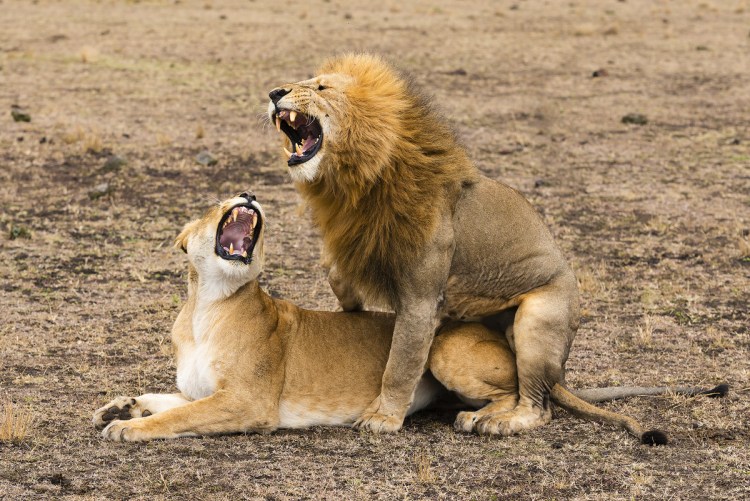 Лев спаривается с львицей