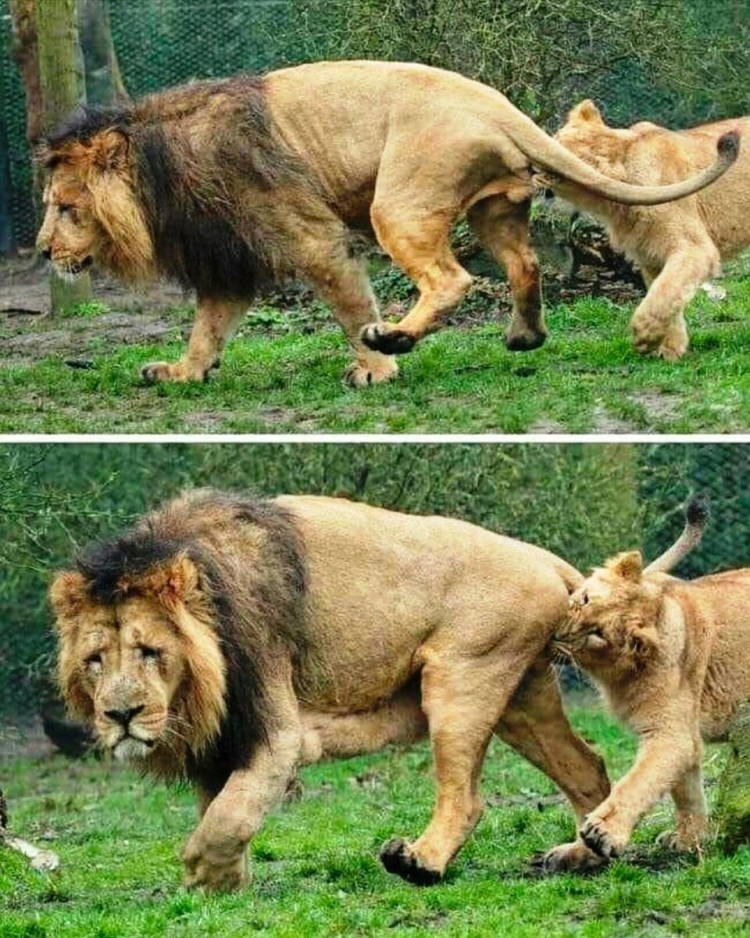 Процесс спаривания Львов