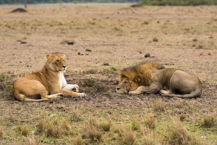Лев и самка спаривание