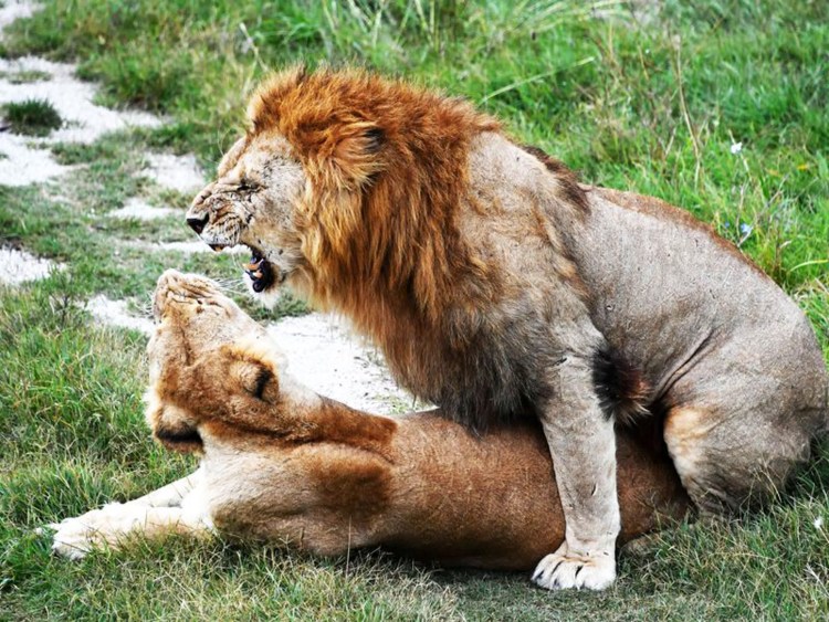 Лев и львица занимаются