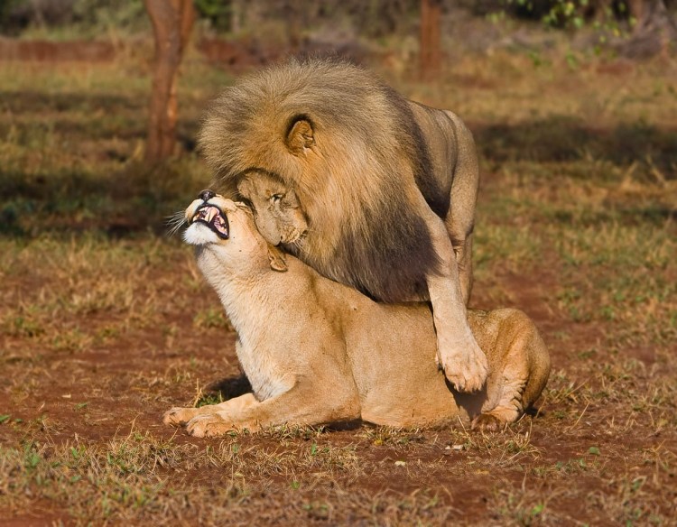 Лев и львица спаривание