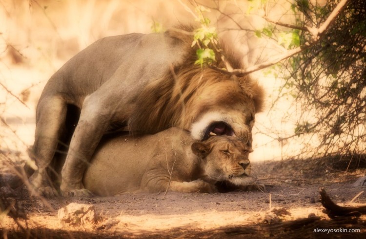 Лев и львица спаривание