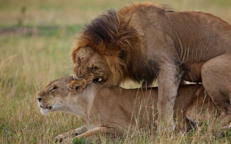 Спаривание Льва и львицы крупным планом