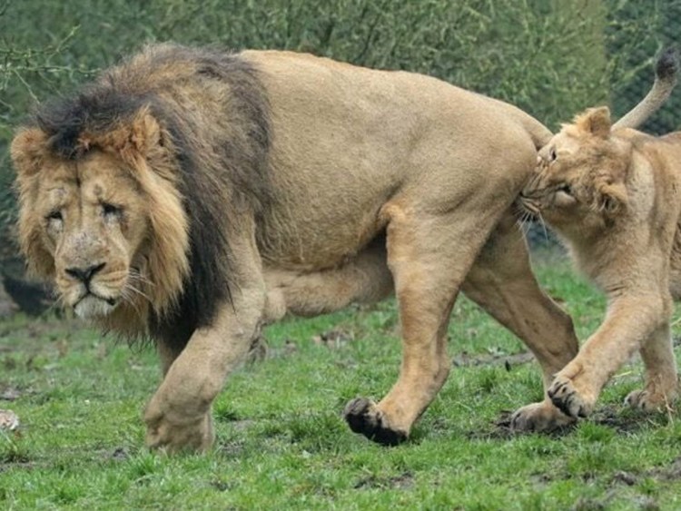 Саванна Лев спаривается