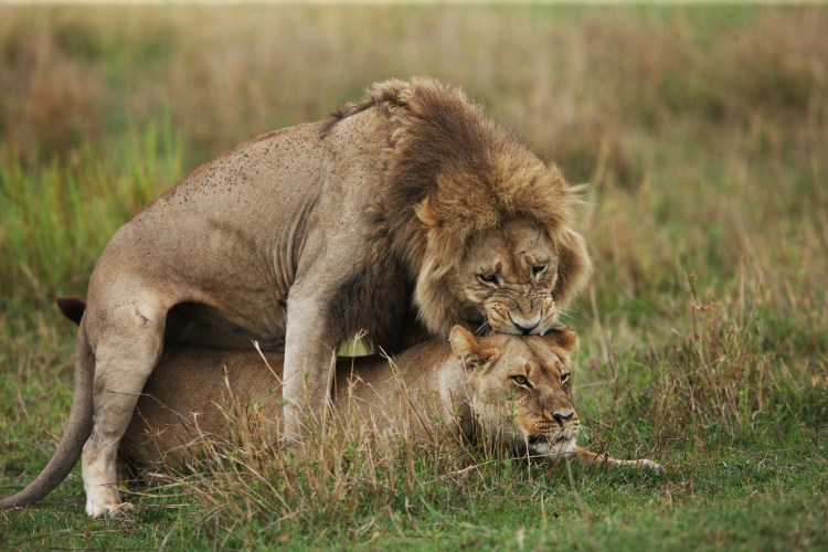 Поза львицы