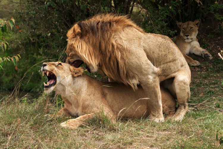 Лев и львица спаривание