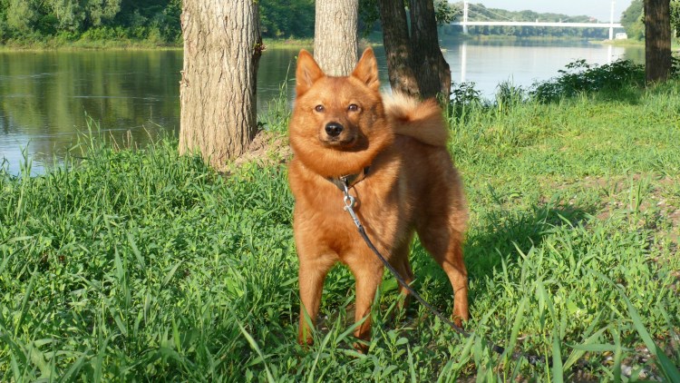 Маленькая рыжая собака похожая на лису