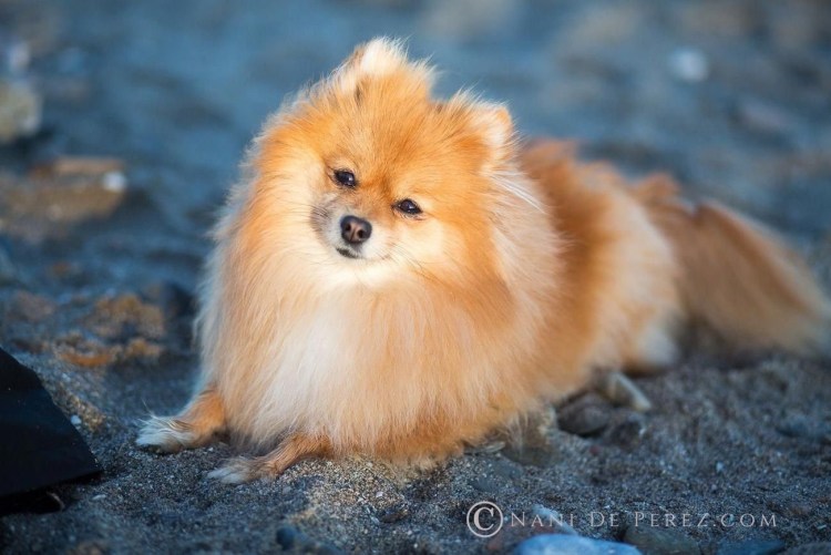 Померанский шпиц Лисичка