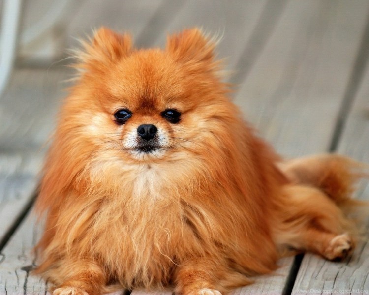 Собака померанский шпиц