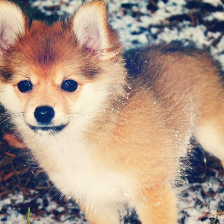 Помчи и померанский шпиц