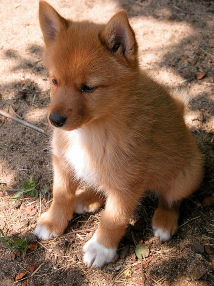 Карело-финская лайка