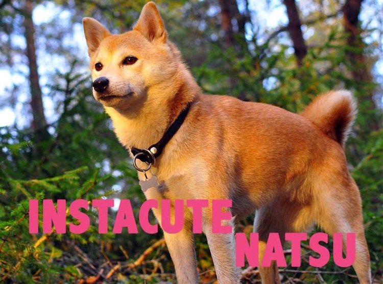 Собака Лисичка сиба ину