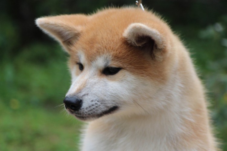 Собака похожая на лису