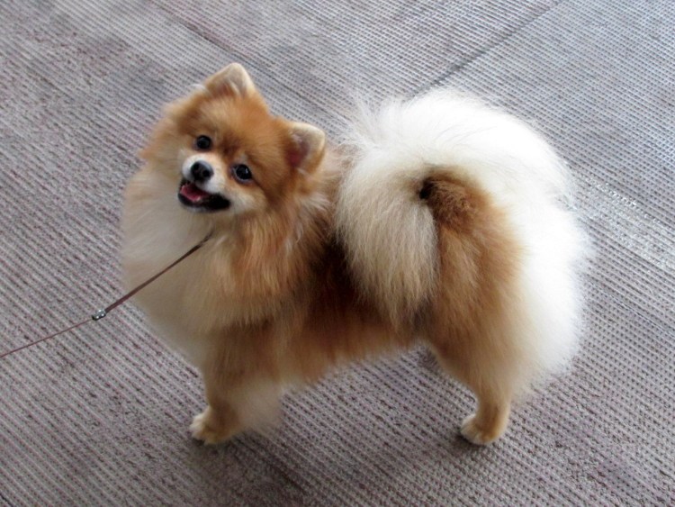 Померанский шпиц Лисичка