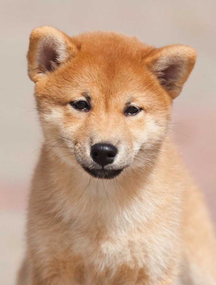 Лисичка сиба-ину