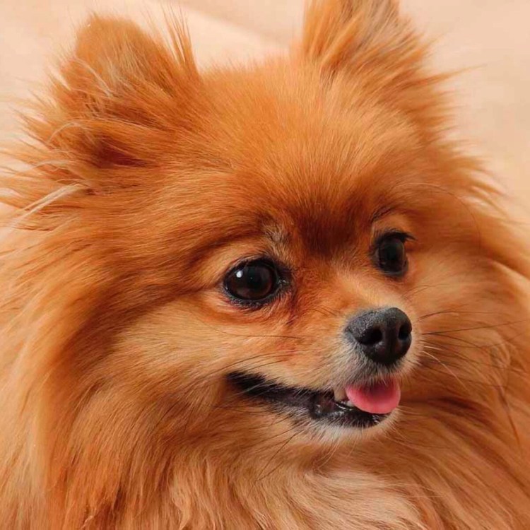 Померанский шпиц Лисичка