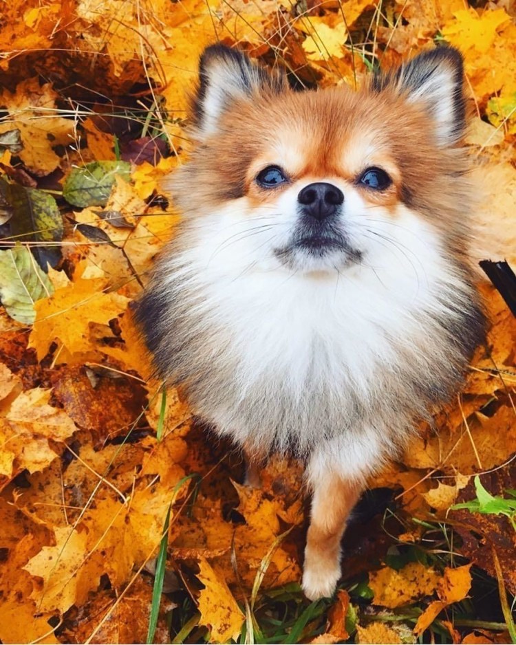 Померанский Лисий шпиц