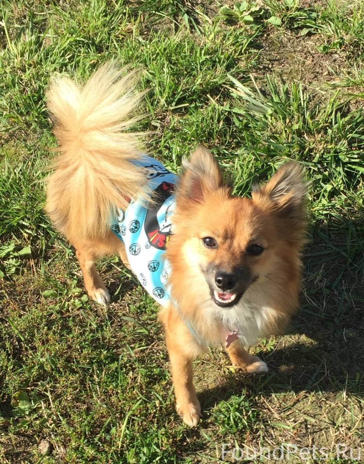 Собака похожая на лису маленькая