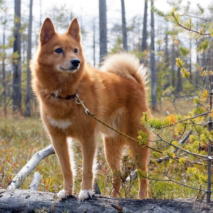 Финская лайка (Карело-финская лайка)