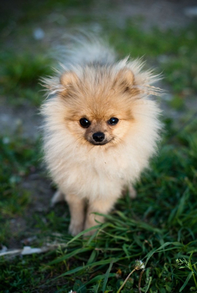 Померанский шпиц длинношерстный